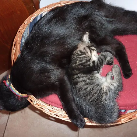 Bed & Breakfast Nad Rzeczka 3*