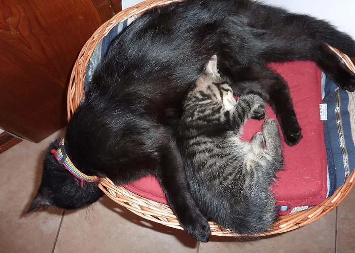 Bed & Breakfast Nad Rzeczka 3*